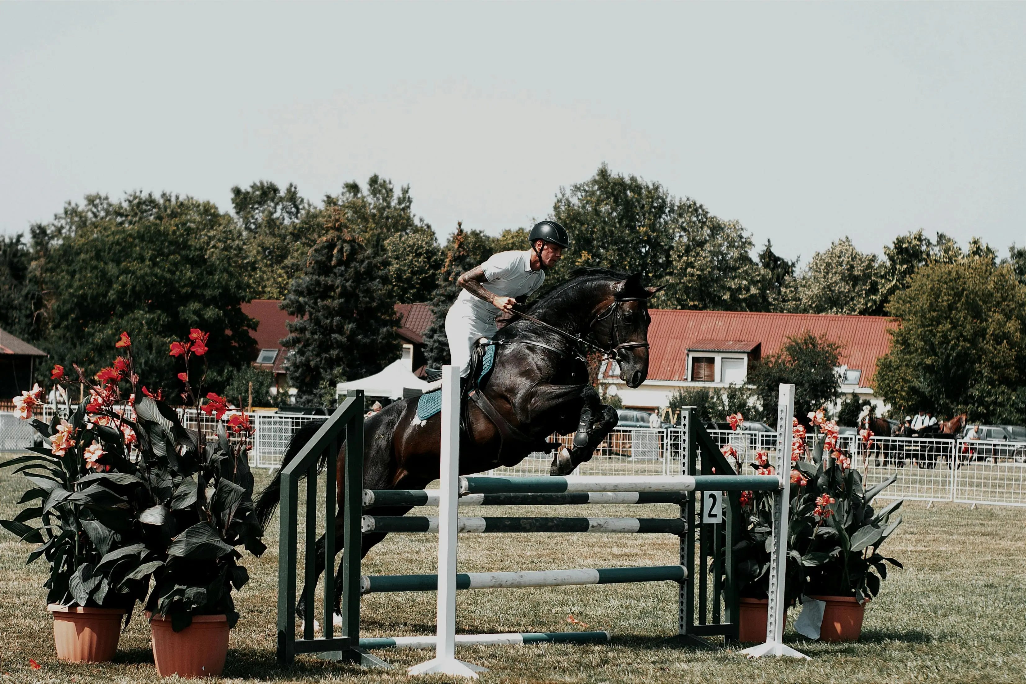 häst på banna som hoppar över hinder