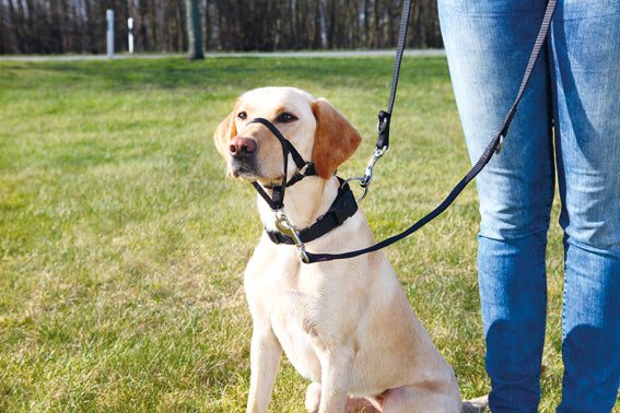 Trixie Nossele Top-trainer - Svart