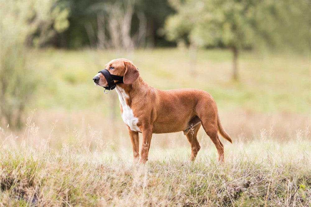 Trixie Nossele Nylon (M-L) - Svart