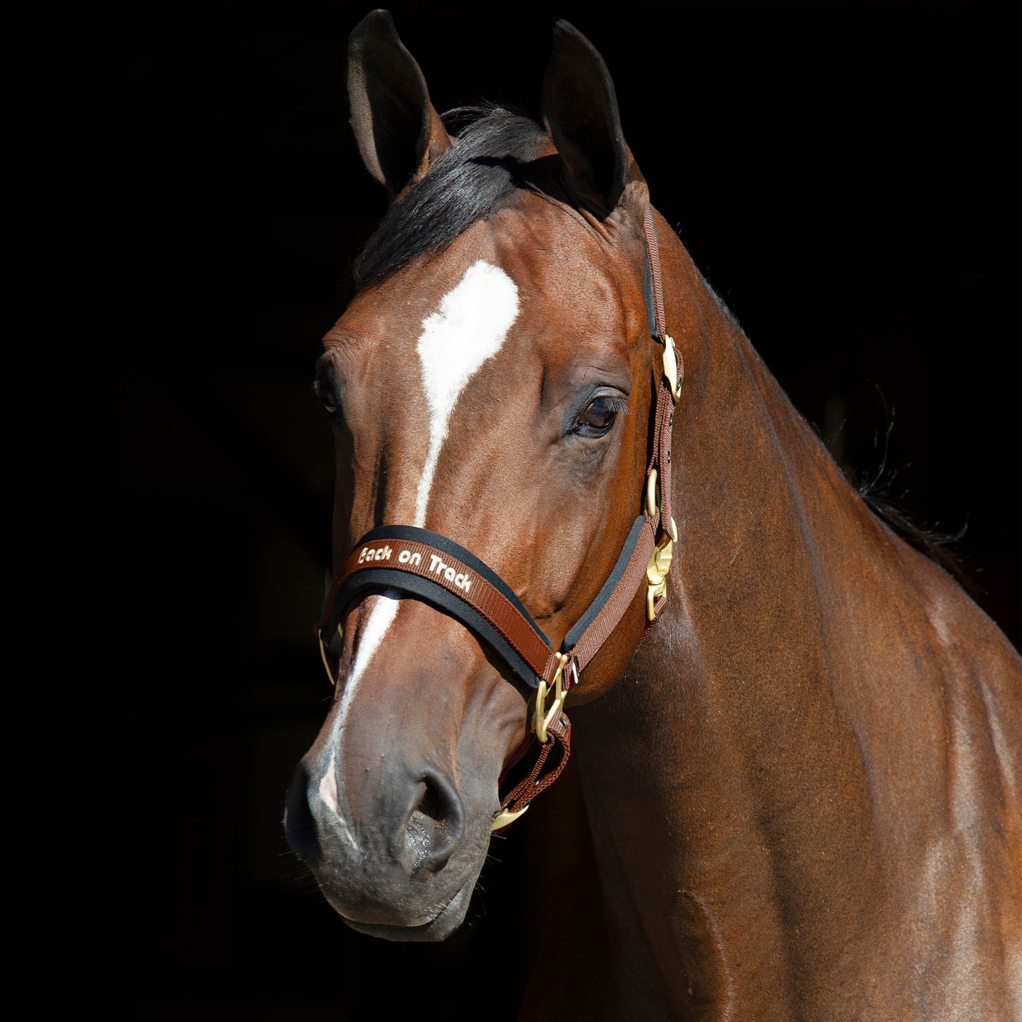 Back on Track Werano Grimma – Brun