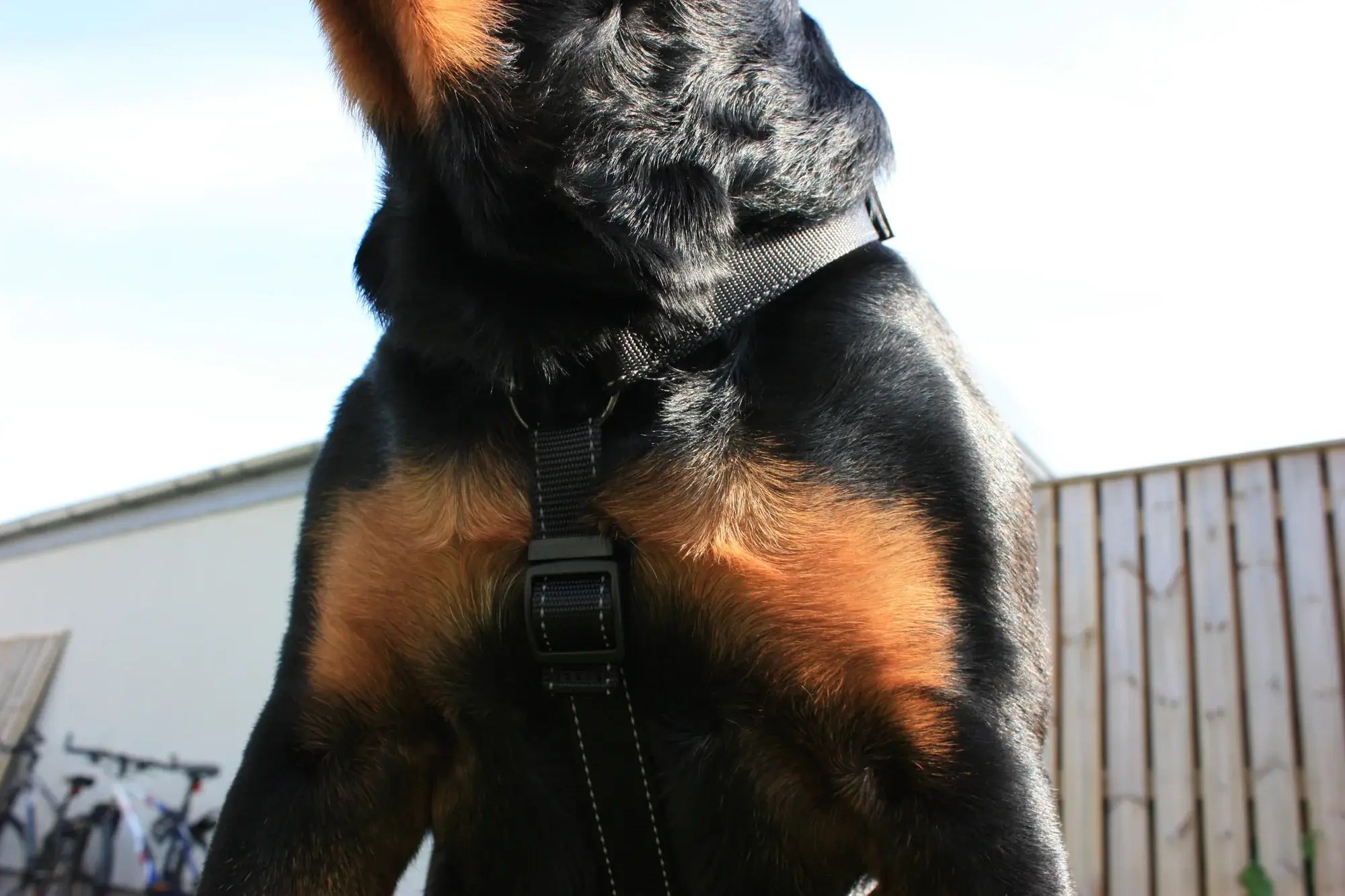 Dogman Iris H-sele - Svart