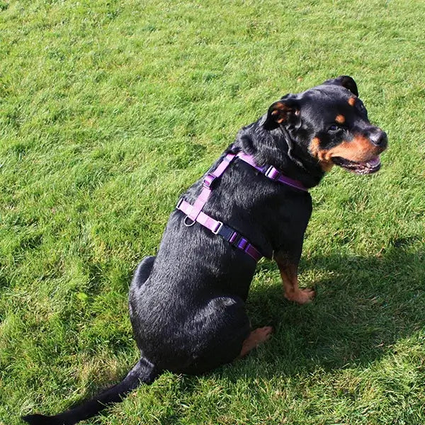 Dogman Iris H-sele - Lila