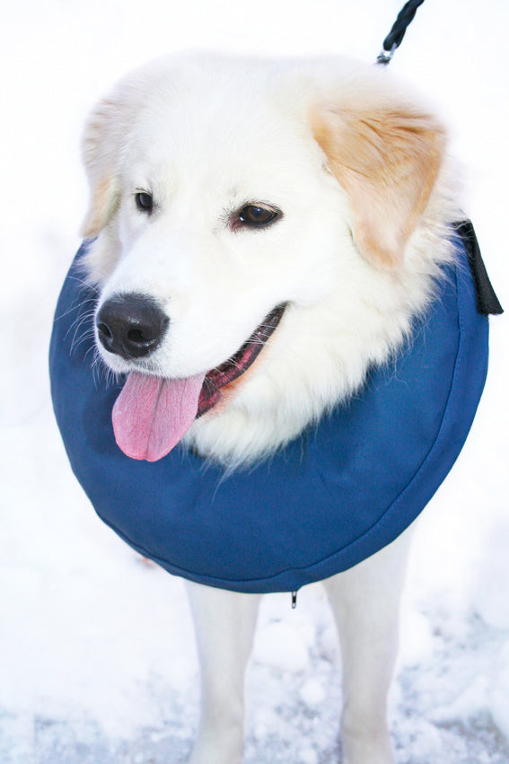 PetNation uppblåsbar hundkrage nr 6 i blå - M-L: 45-57 cm