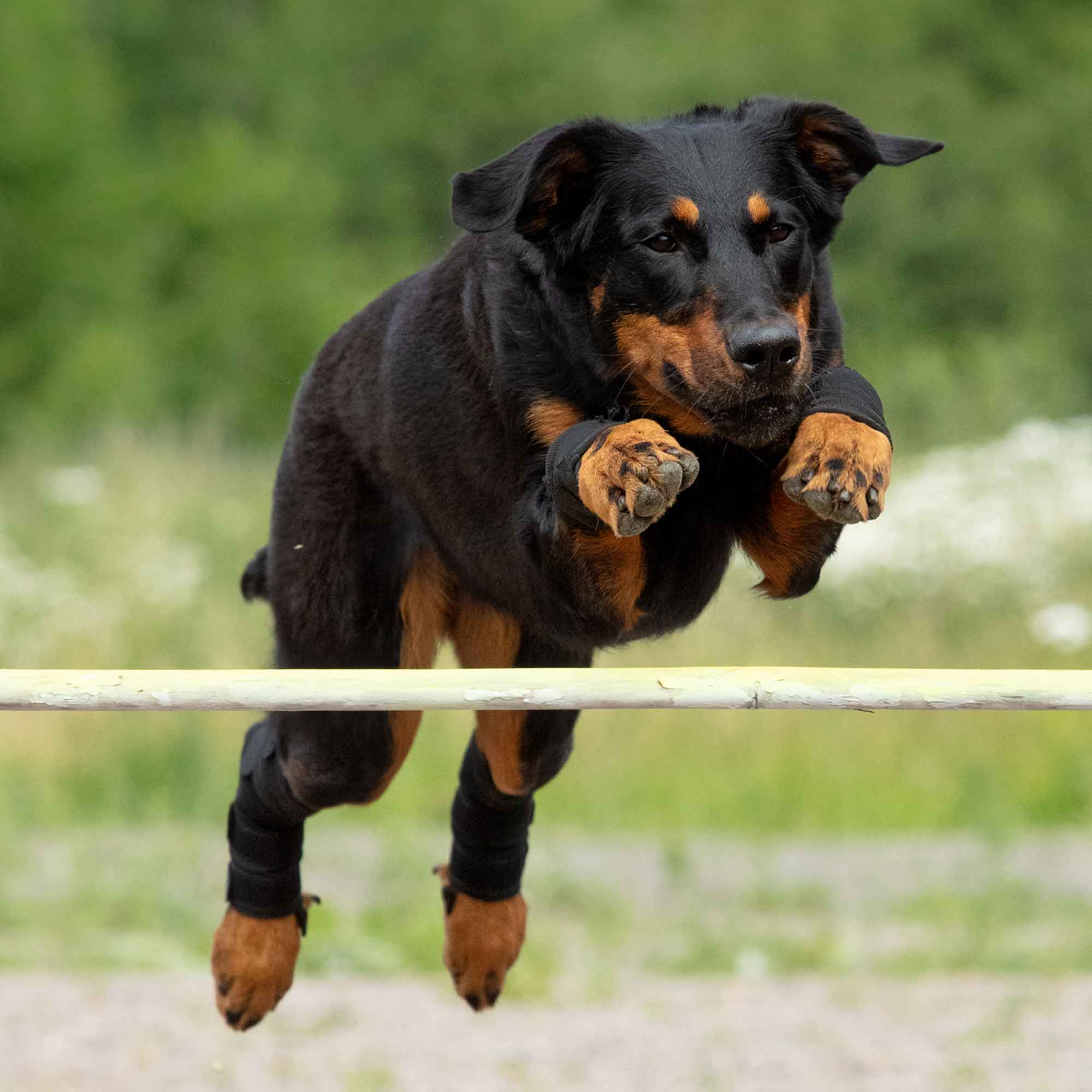 Back on Track Hundhasskydd – Svart