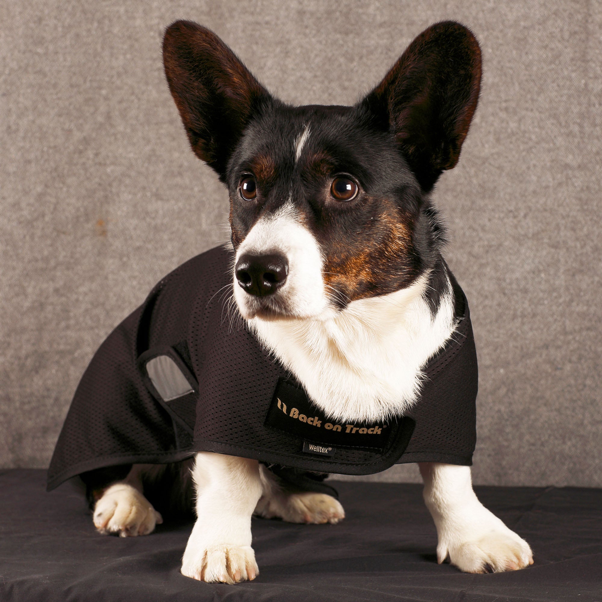 Back on Track Hugo Hundnättäcke – Svart