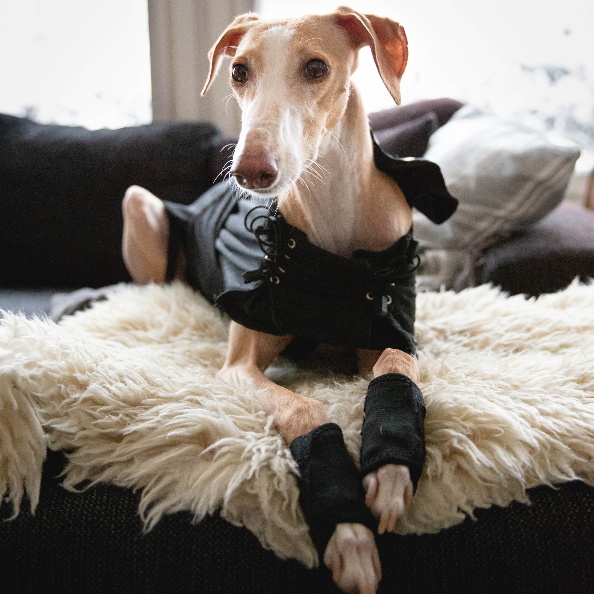 Back on Track Hundtäcke Greyhound – Svart