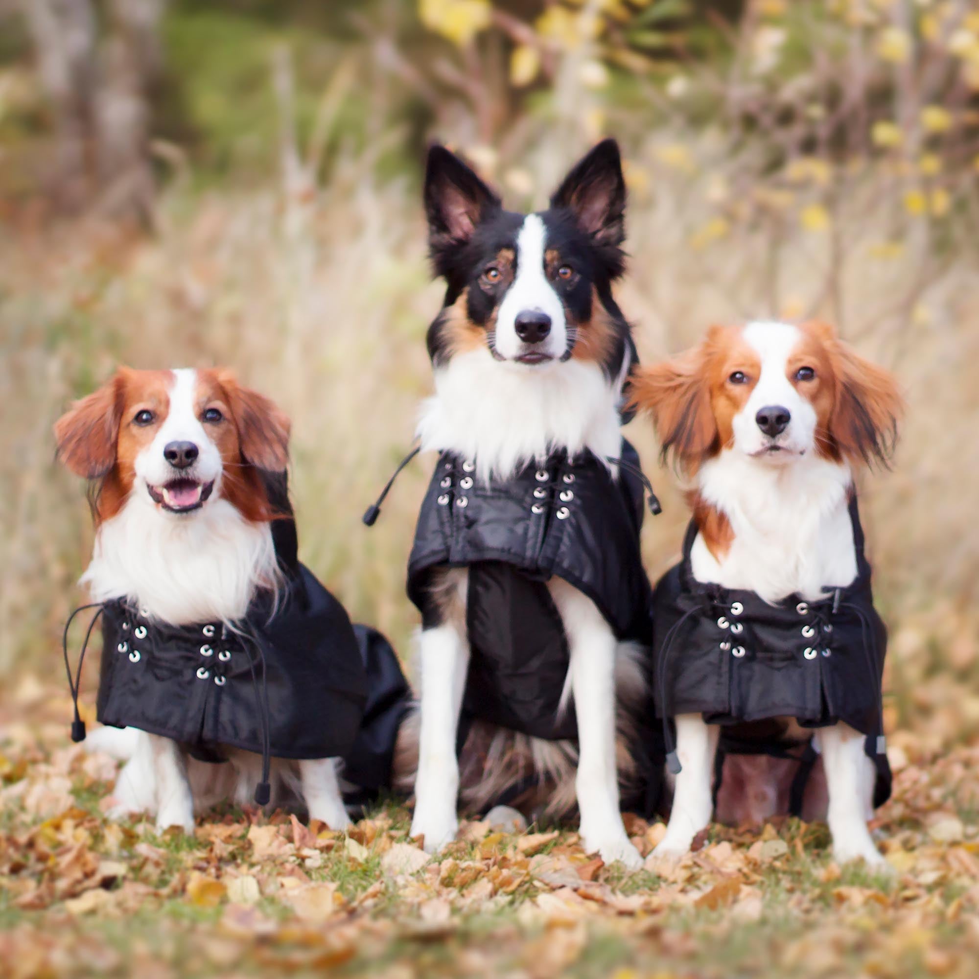 Back on Track Hundregntäcke med stoppning – Svart