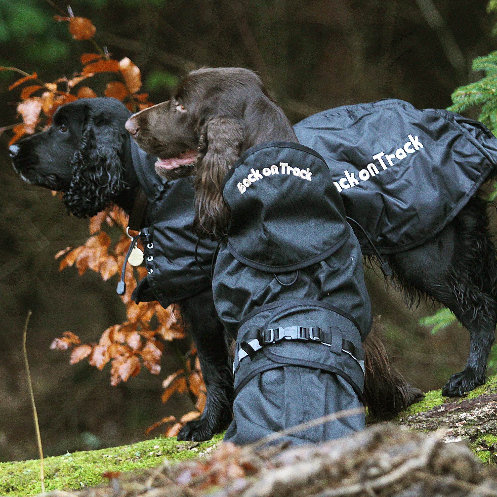 Back on Track Hundregntäcke med stoppning – Svart