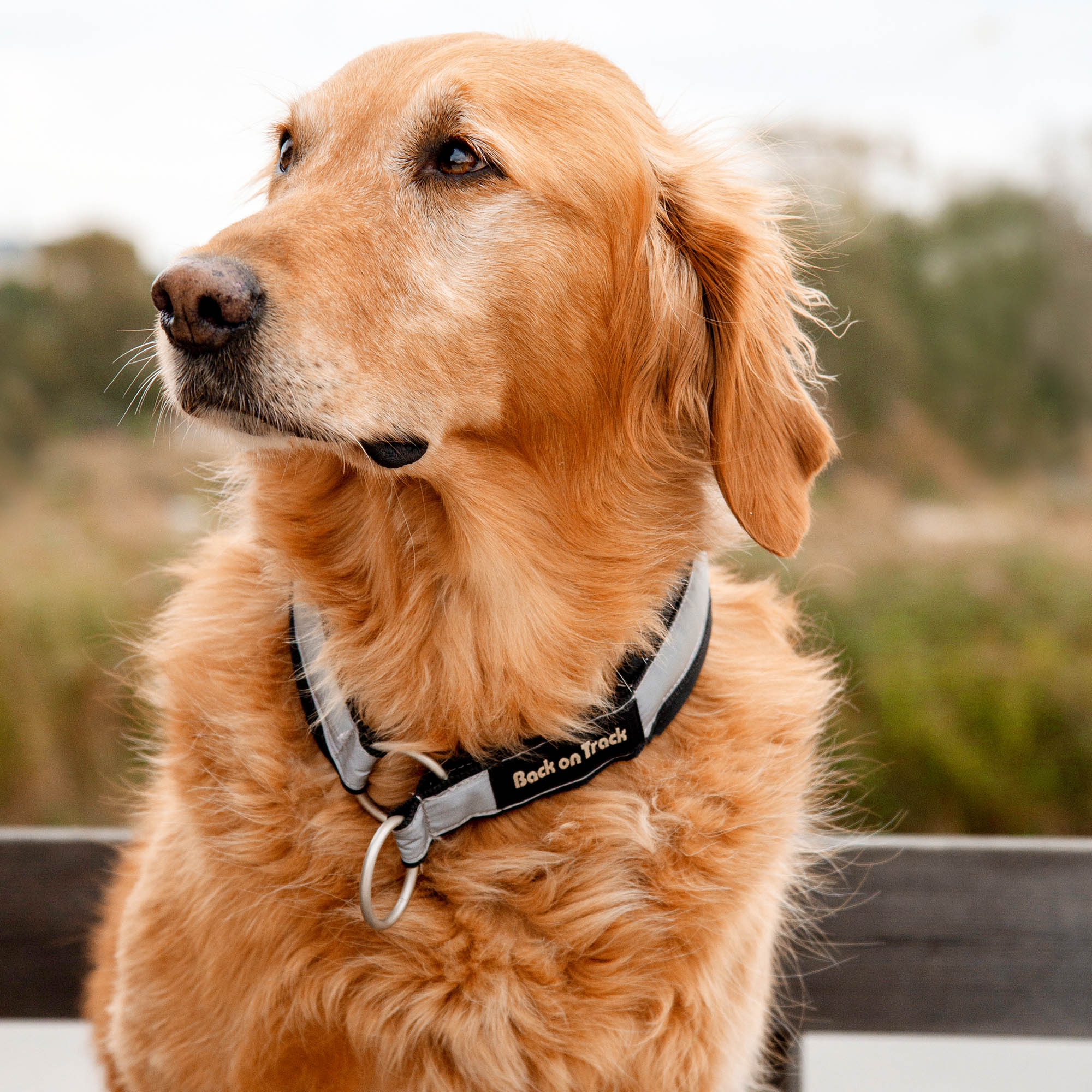 Back on Track Molly Hundhalsband