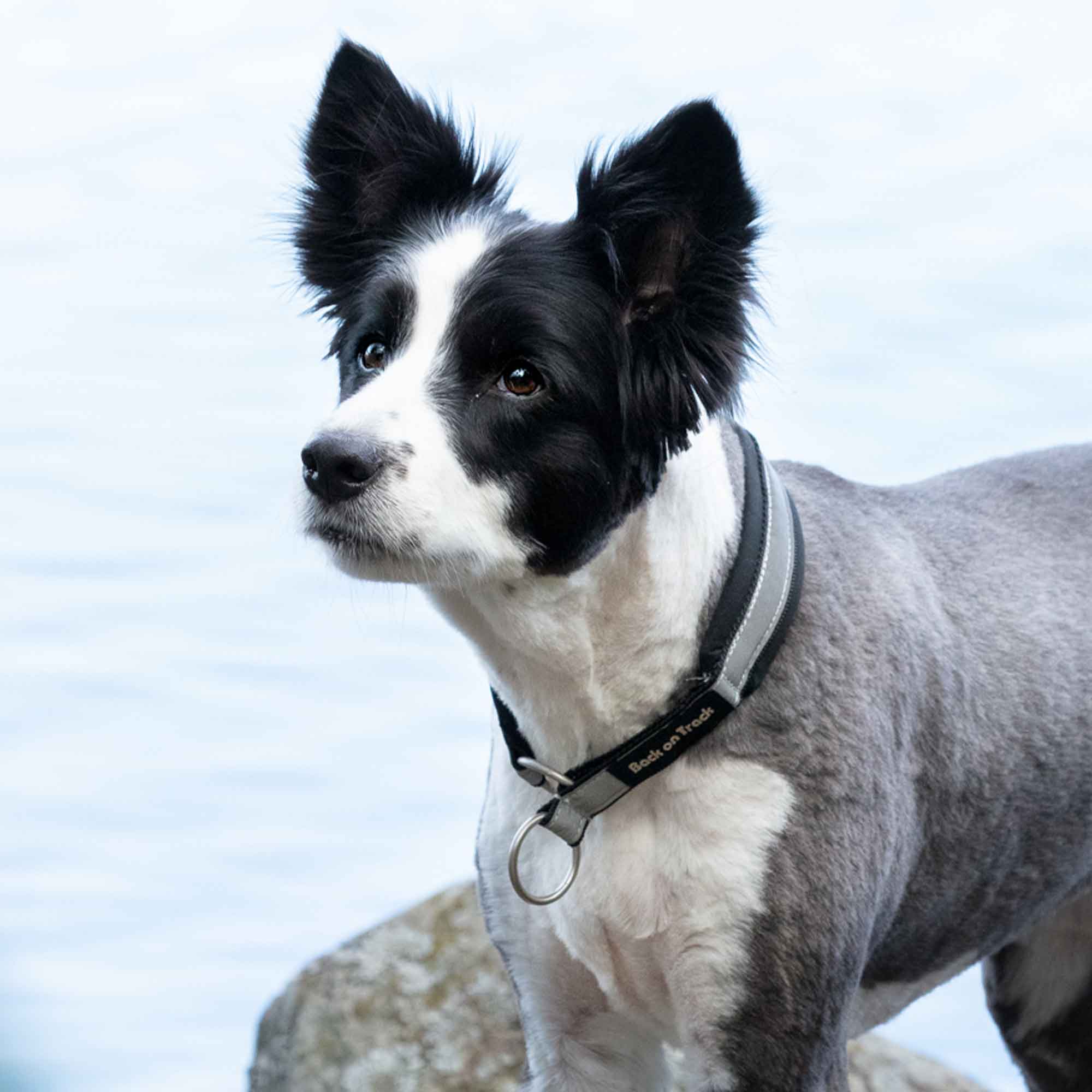 Back on Track Molly Hundhalsband