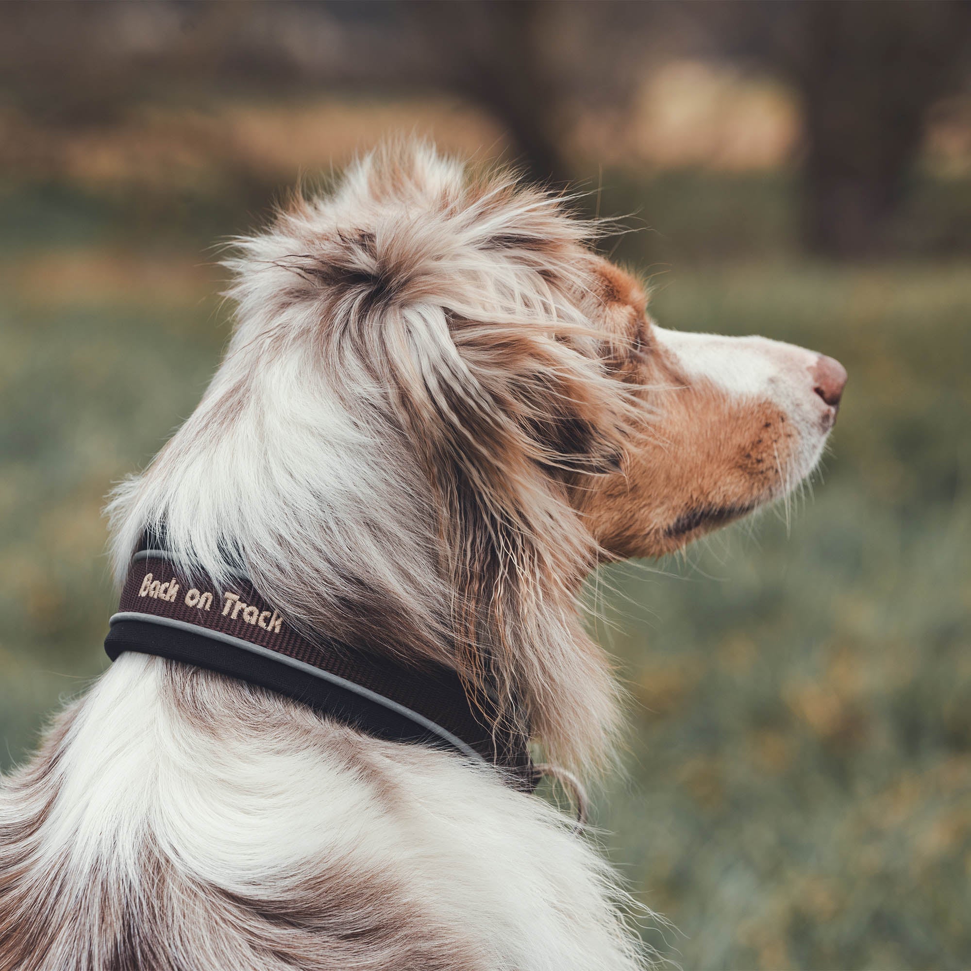 Back on Track Charlie Hundhalsband – Brun