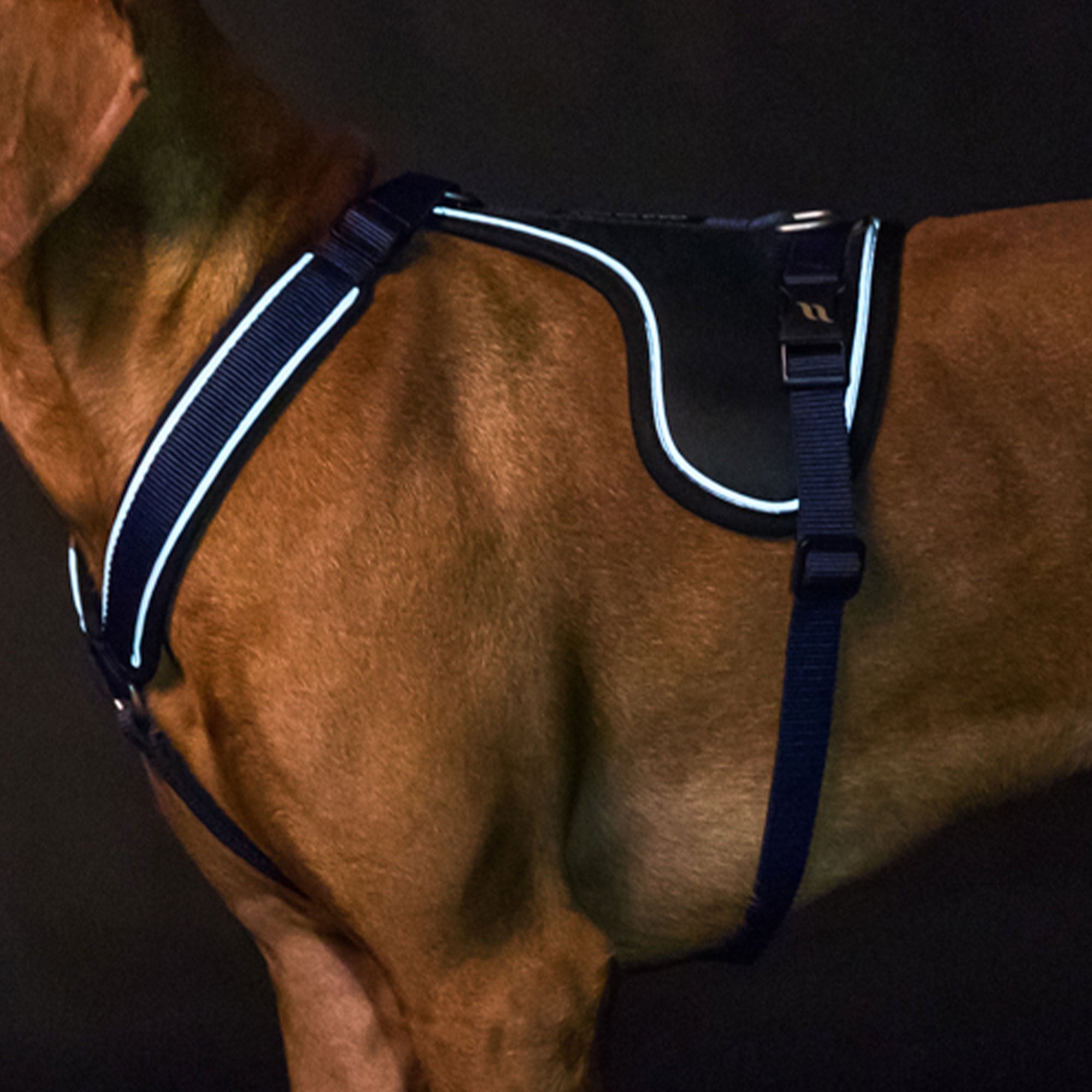 Back on Track Max Hundsele – Blå