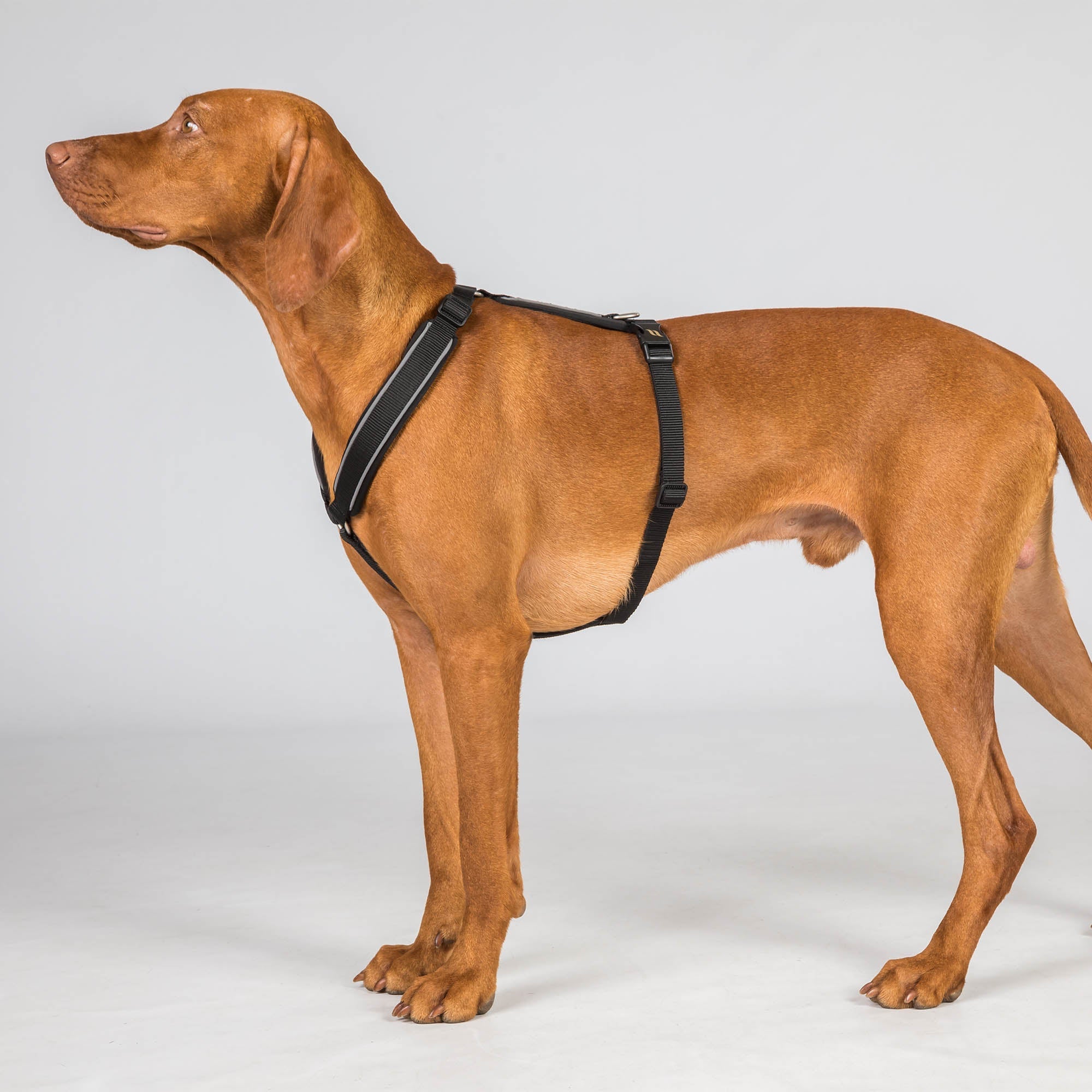 Back on Track Sally Hundsele – Svart