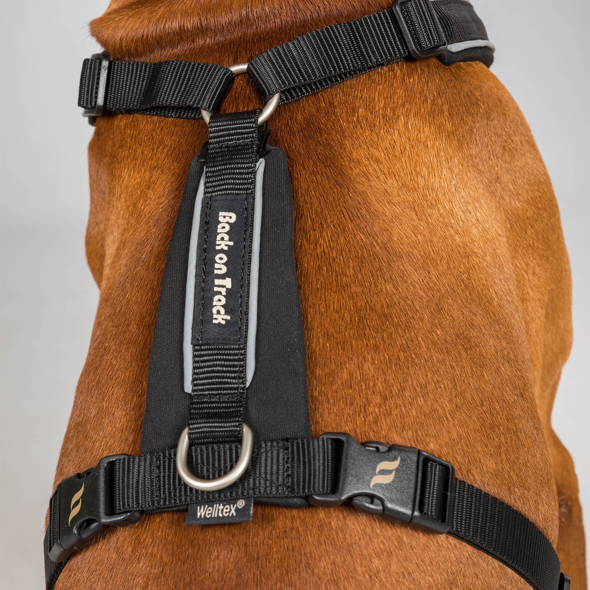 Back on Track Sally Hundsele – Svart