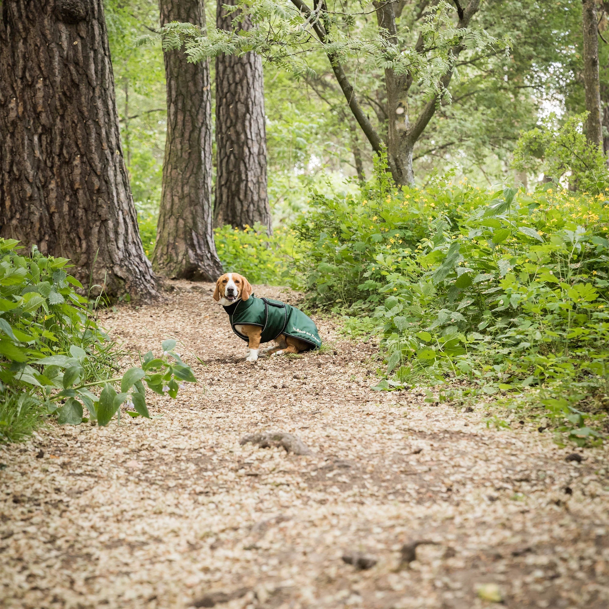 Back on Track Buddy Hundtäcke med lång rygg – Grön