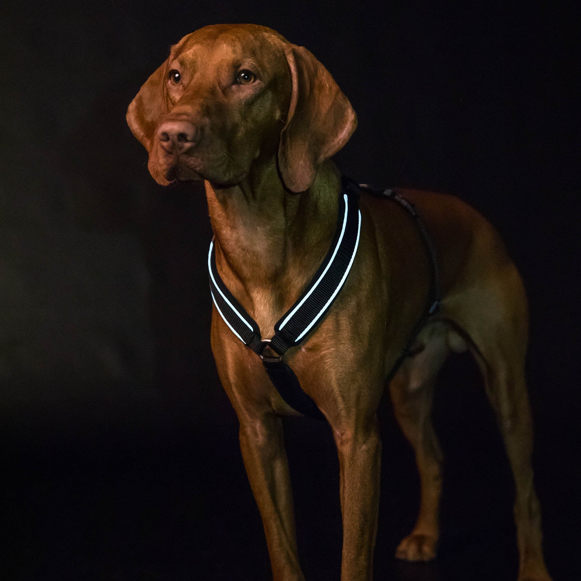 Back on Track Sally Hundsele – Svart