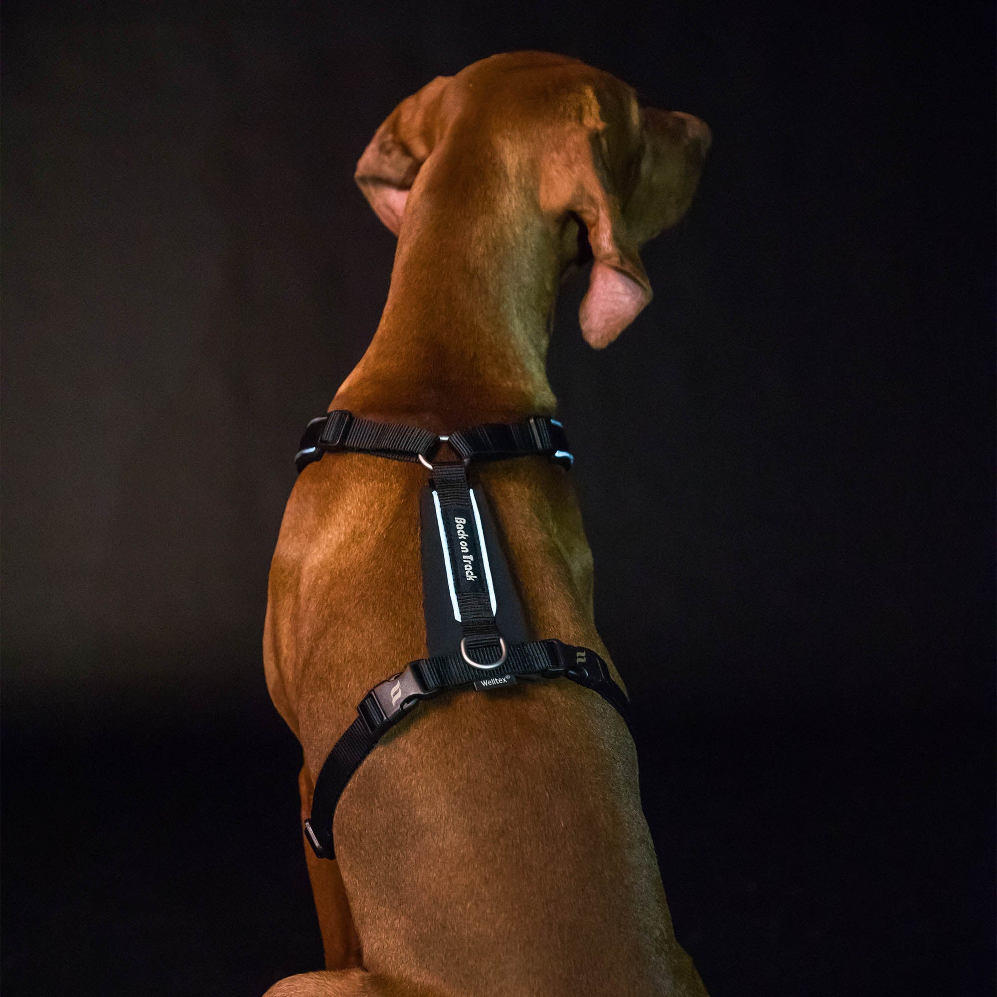 Back on Track Sally Hundsele – Svart