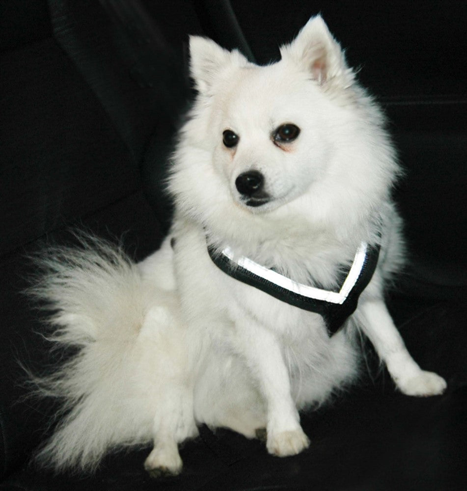 MIM Hundsele AllSafe - Svart