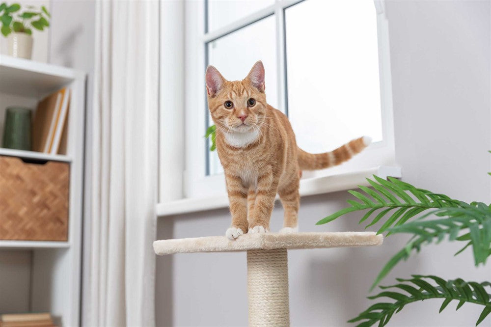 Trixie Klöspelare Baena 69 cm - Beige