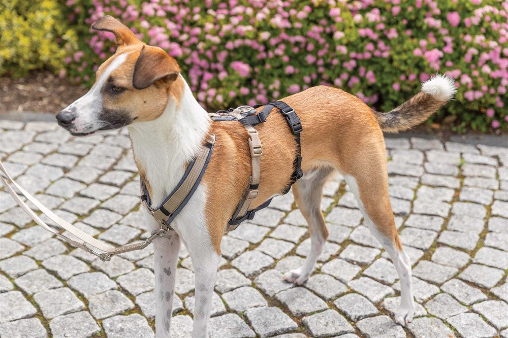 Trixie Stay Panic-adapter för sele - Svart