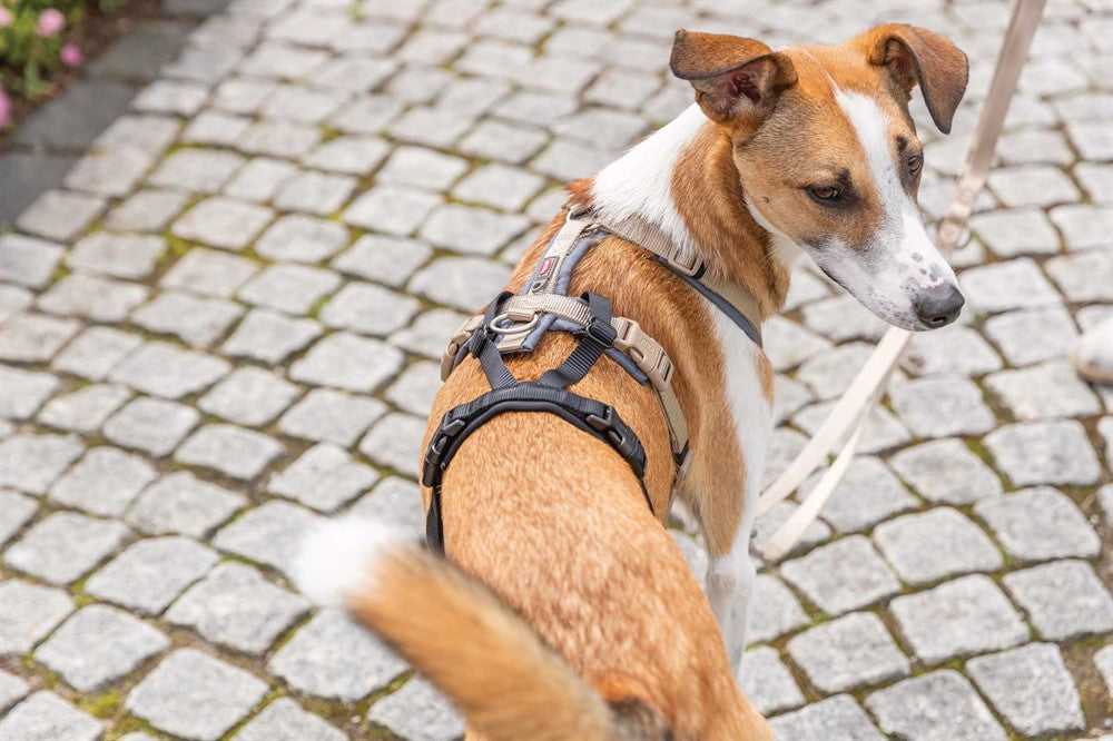 Trixie Stay Panic-adapter för sele - Svart