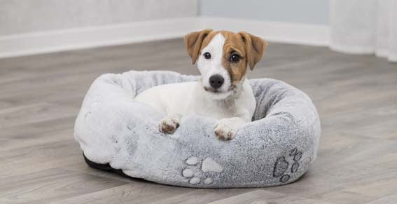 Trixie Nando bädd rund 50×40 cm - Ljusgrå