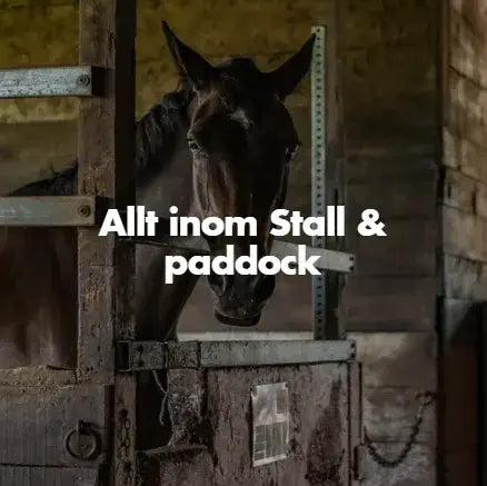 häst i ett stall allt inom stallet och paddocken