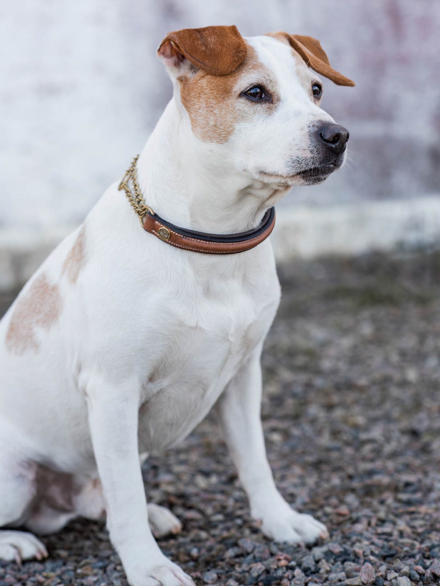 Jacson Asti Hundhalsband - Brun