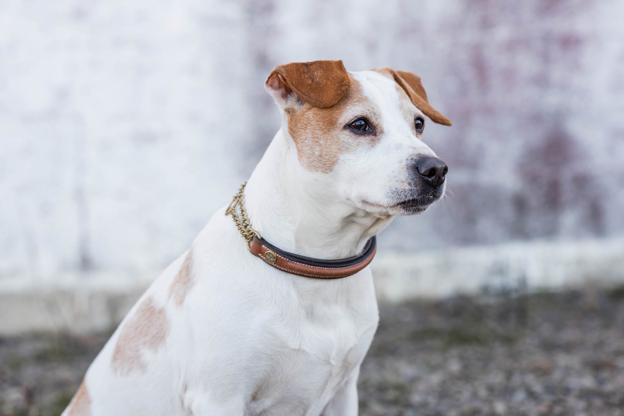 Jacson Asti Hundhalsband - Brun