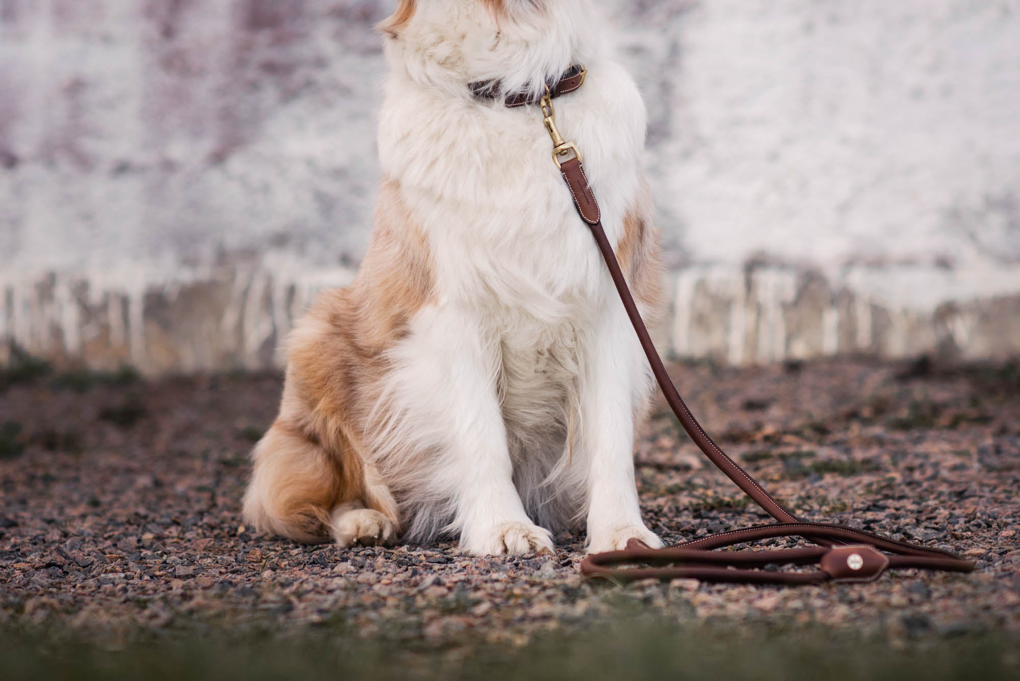 Jacson Alba Hundkoppel 180cm - Brun