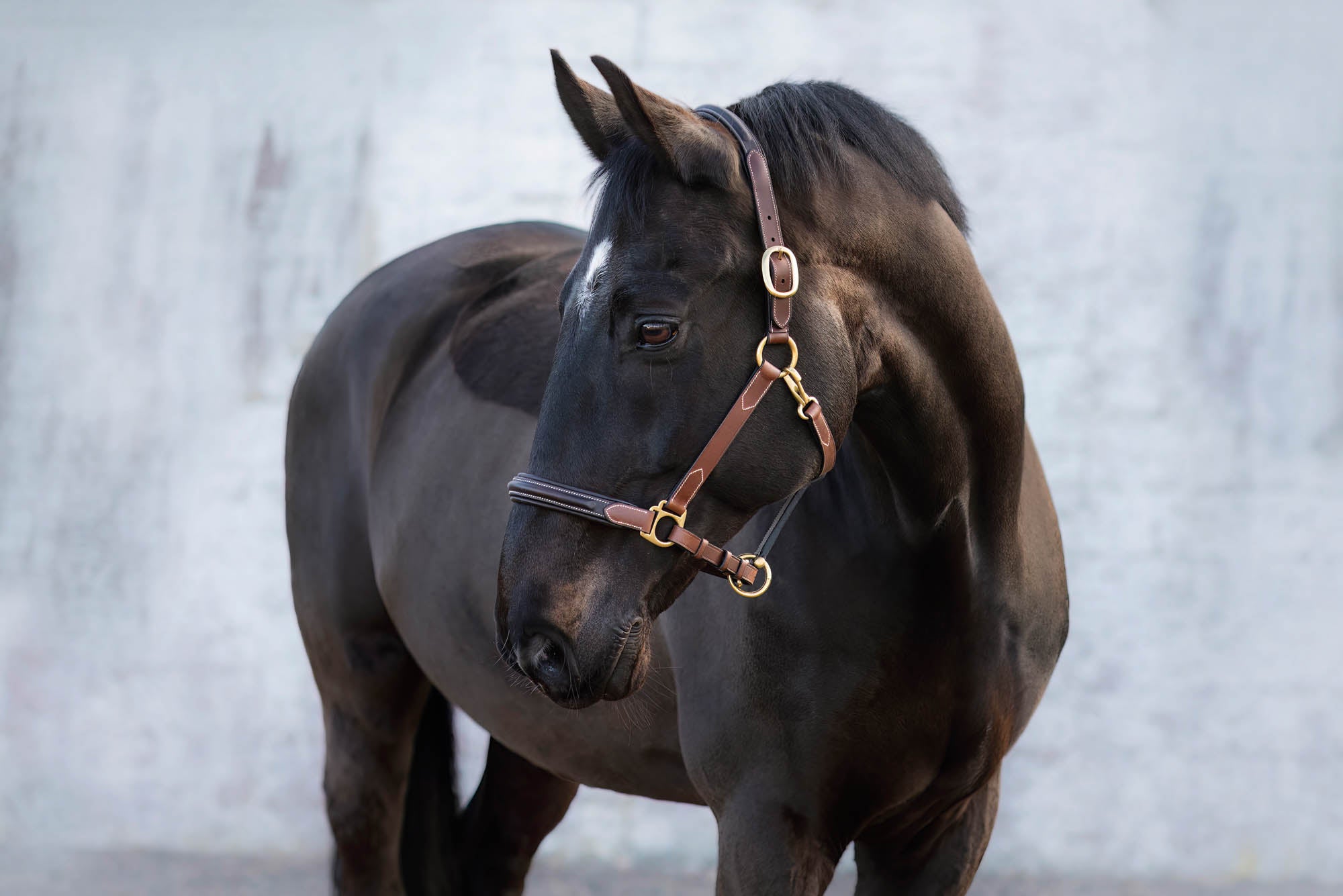 Jacson London Lädergrimma