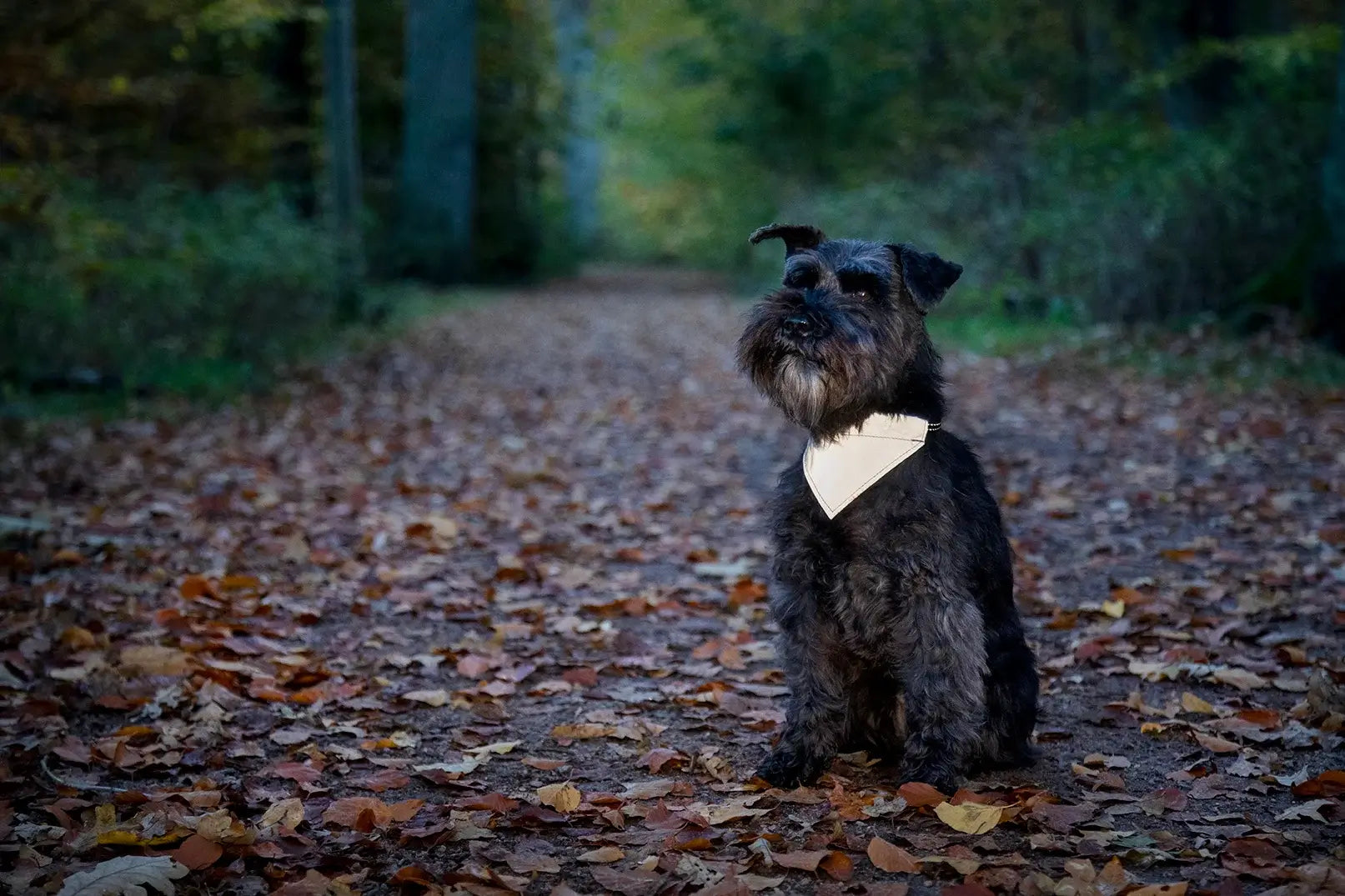 Dogman Roffe Reflexscarf