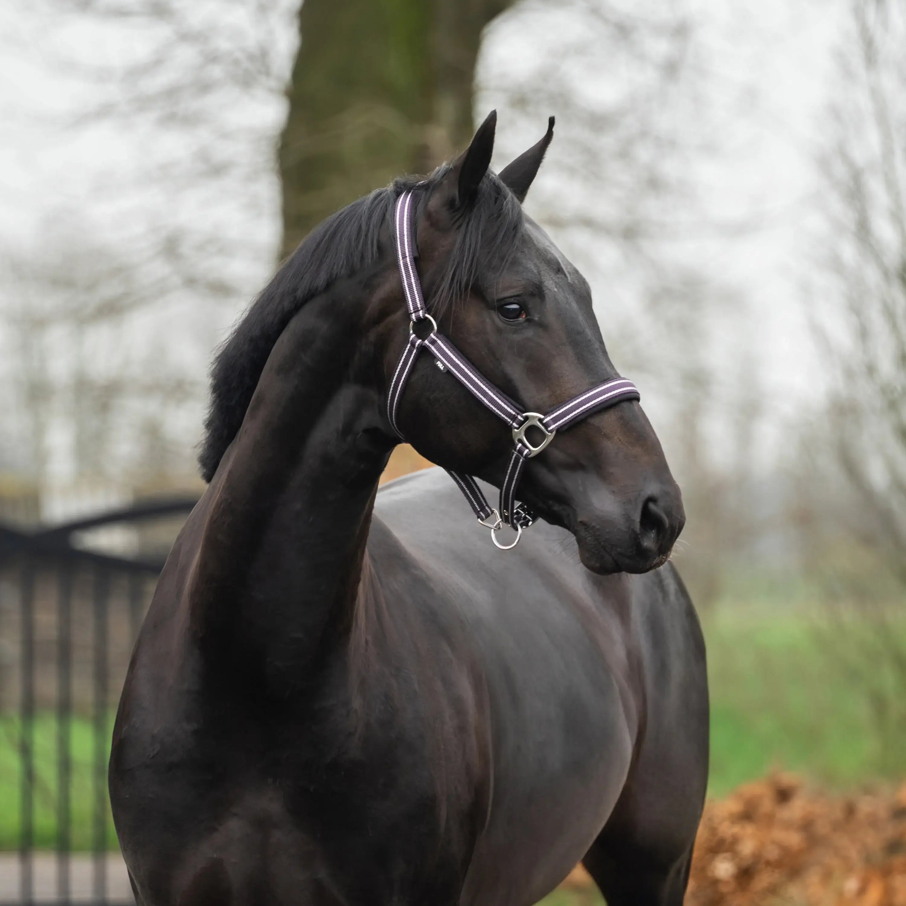 Horka Grimma & 200 cm grimskaft & karbinhake - Lila