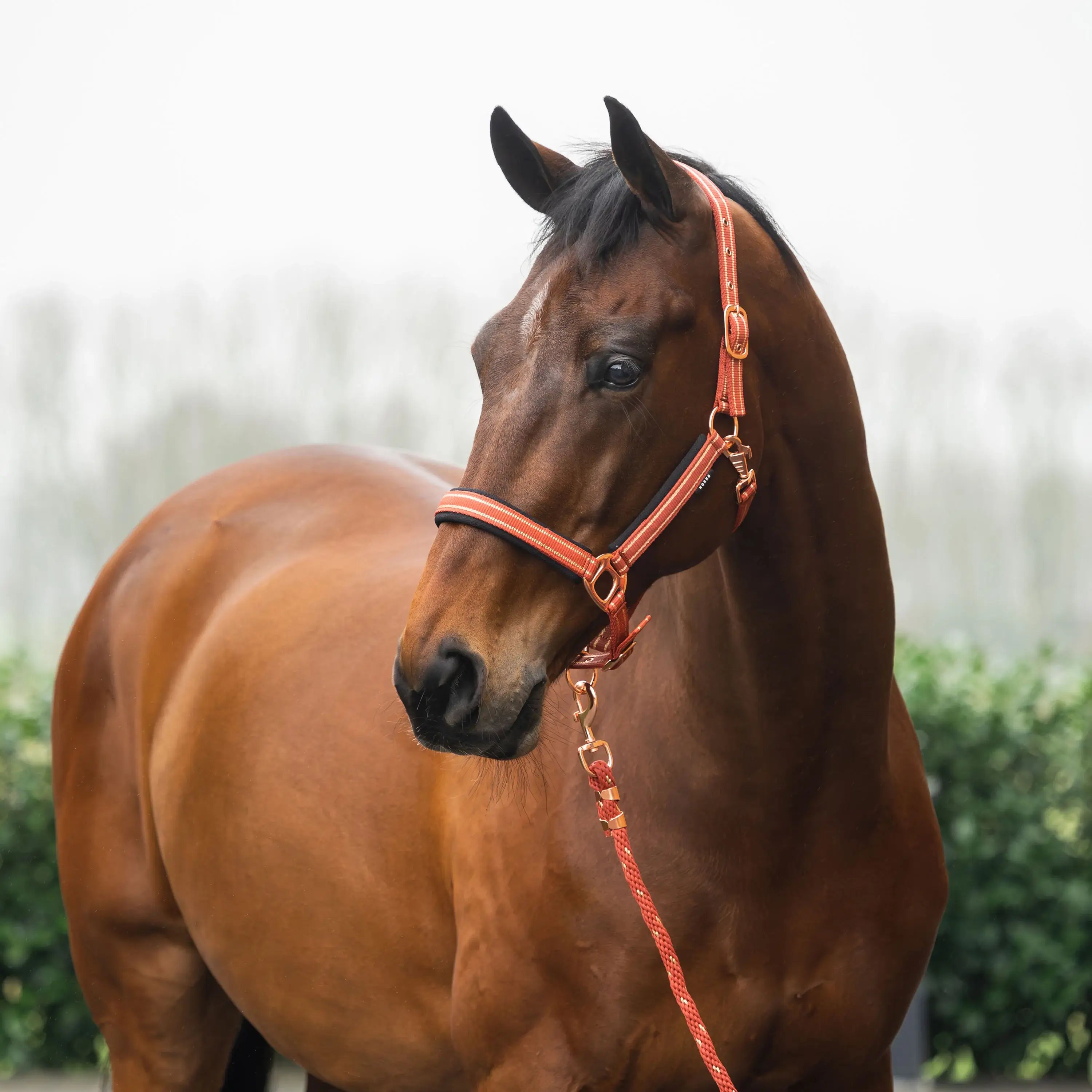 Horka Grimma & 200 cm grimskaft & karbinhake - Orange