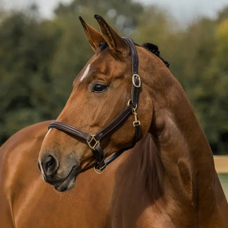 Horka Lädergrimma - Brun/Guld