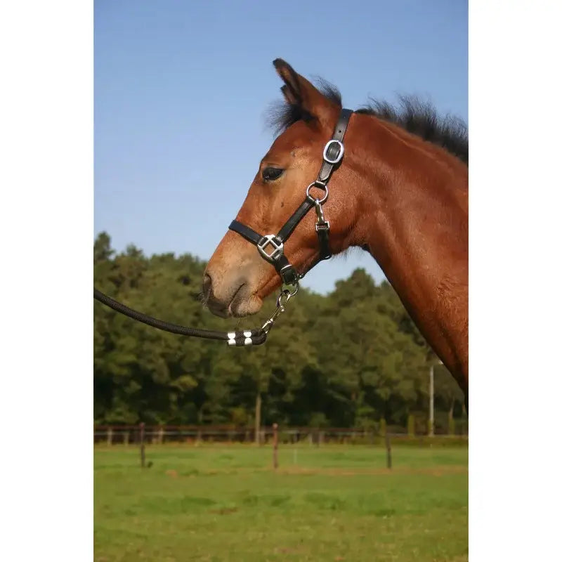 Horka Lädergrimma för föl - Svart