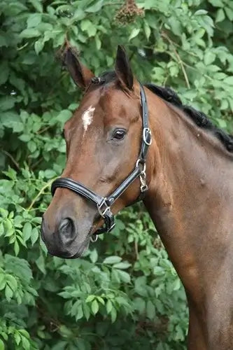 Horka Lädergrimma - Svart