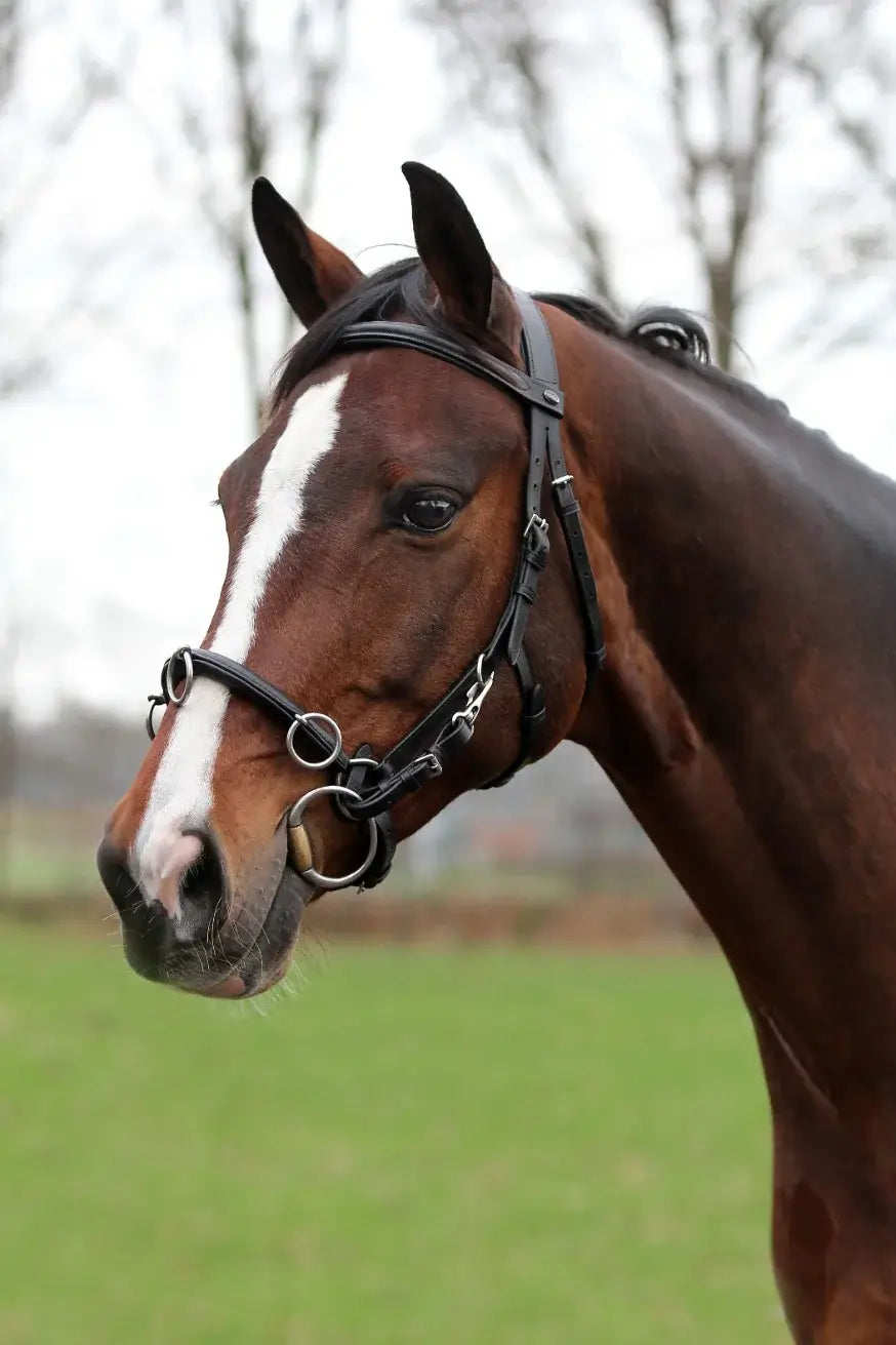 Horka Longeringsgrimma Cavesson - Svart