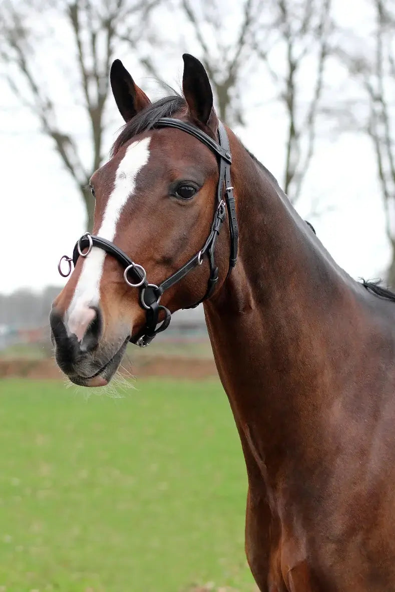 Horka Longeringsgrimma Cavesson - Svart