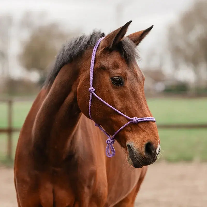 Horka Repgrimma - Lila