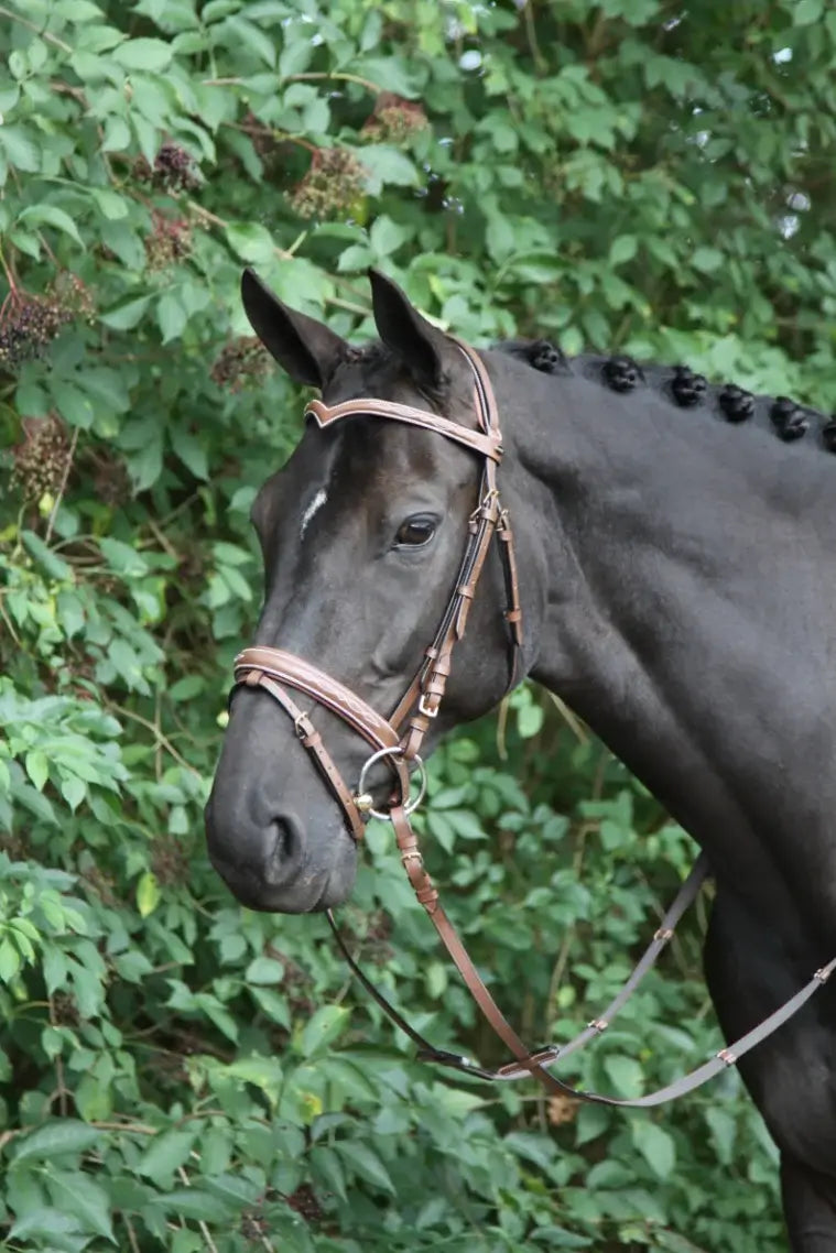 Horka Träns Verdi - Brun/Guld