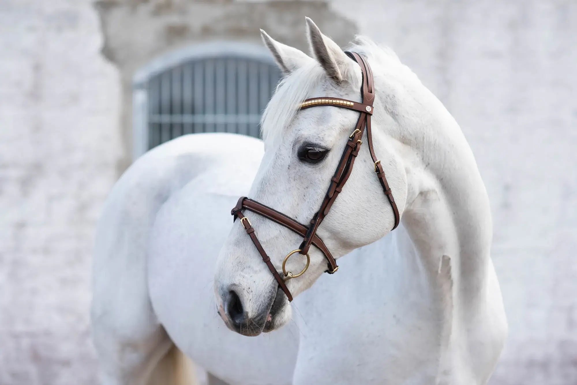 Jacson California Aachenträns - Brun