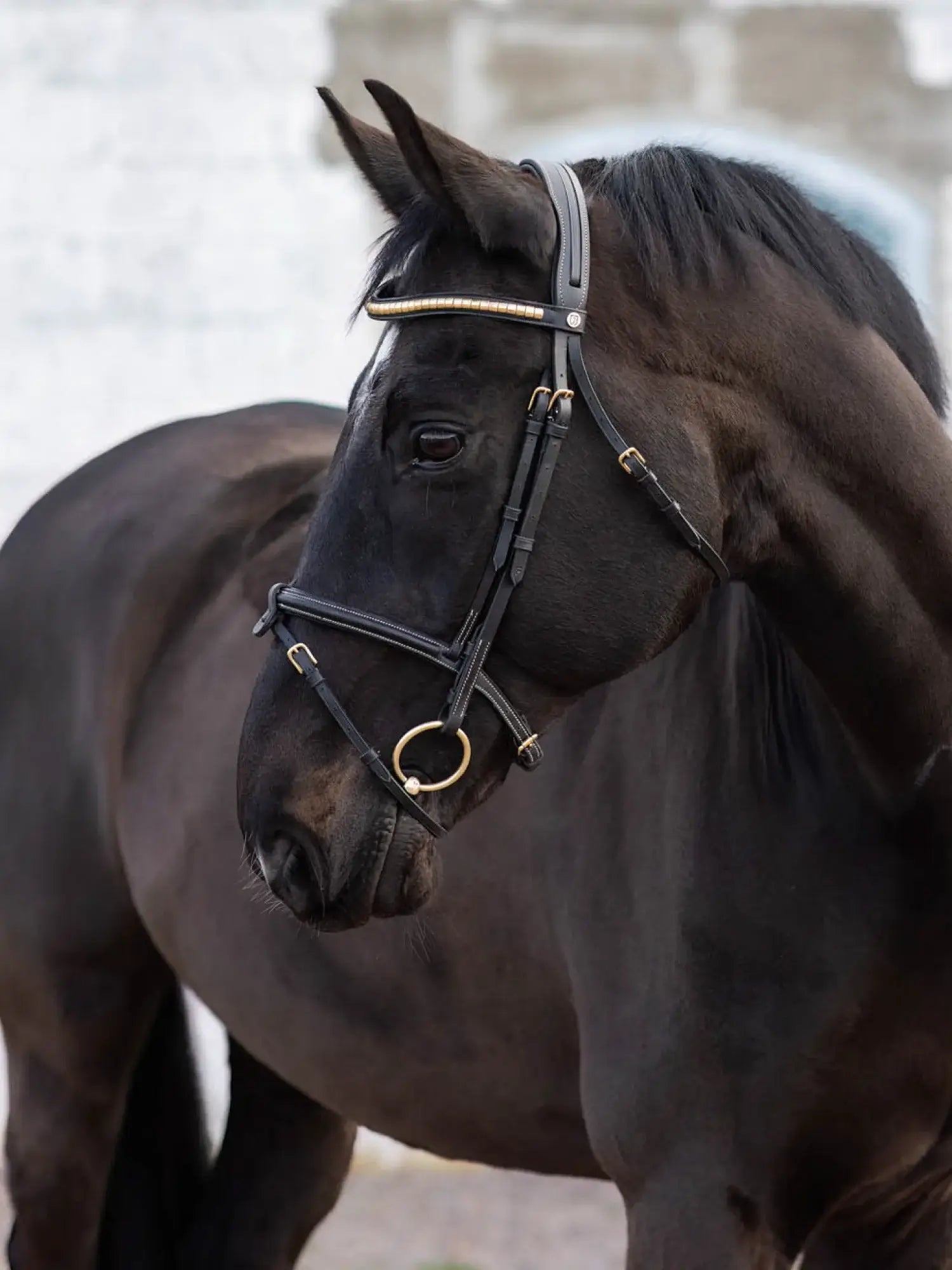 Jacson California Aachenträns - Svart