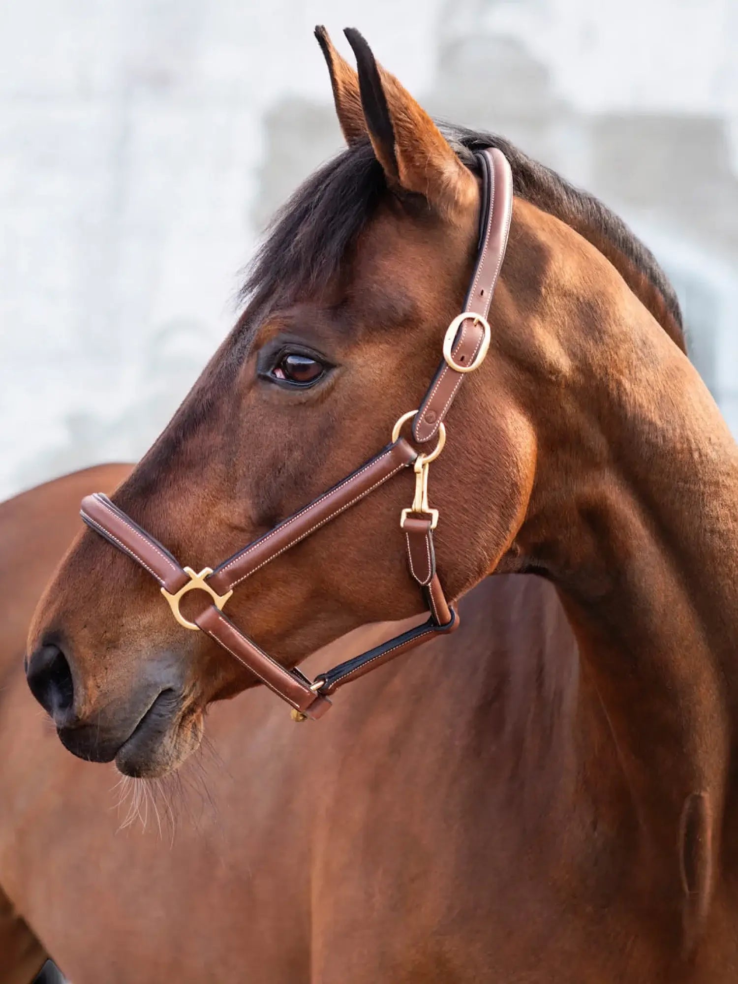 Jacson Cancun Lädergrimma - Brun