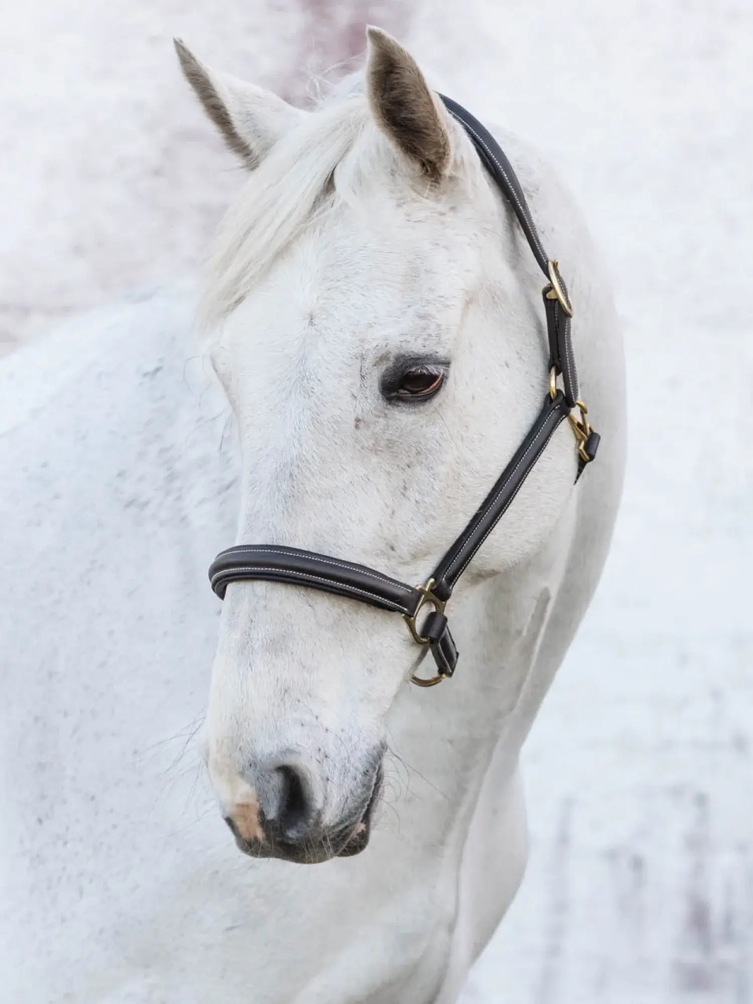 Jacson Cancun Lädergrimma - Svart