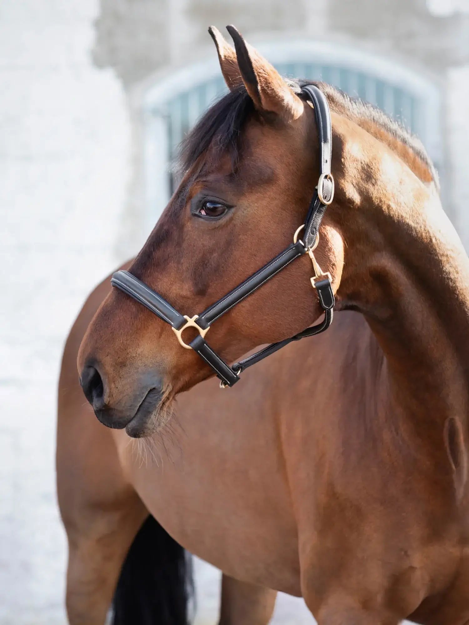 Jacson Cancun Lädergrimma - Svart