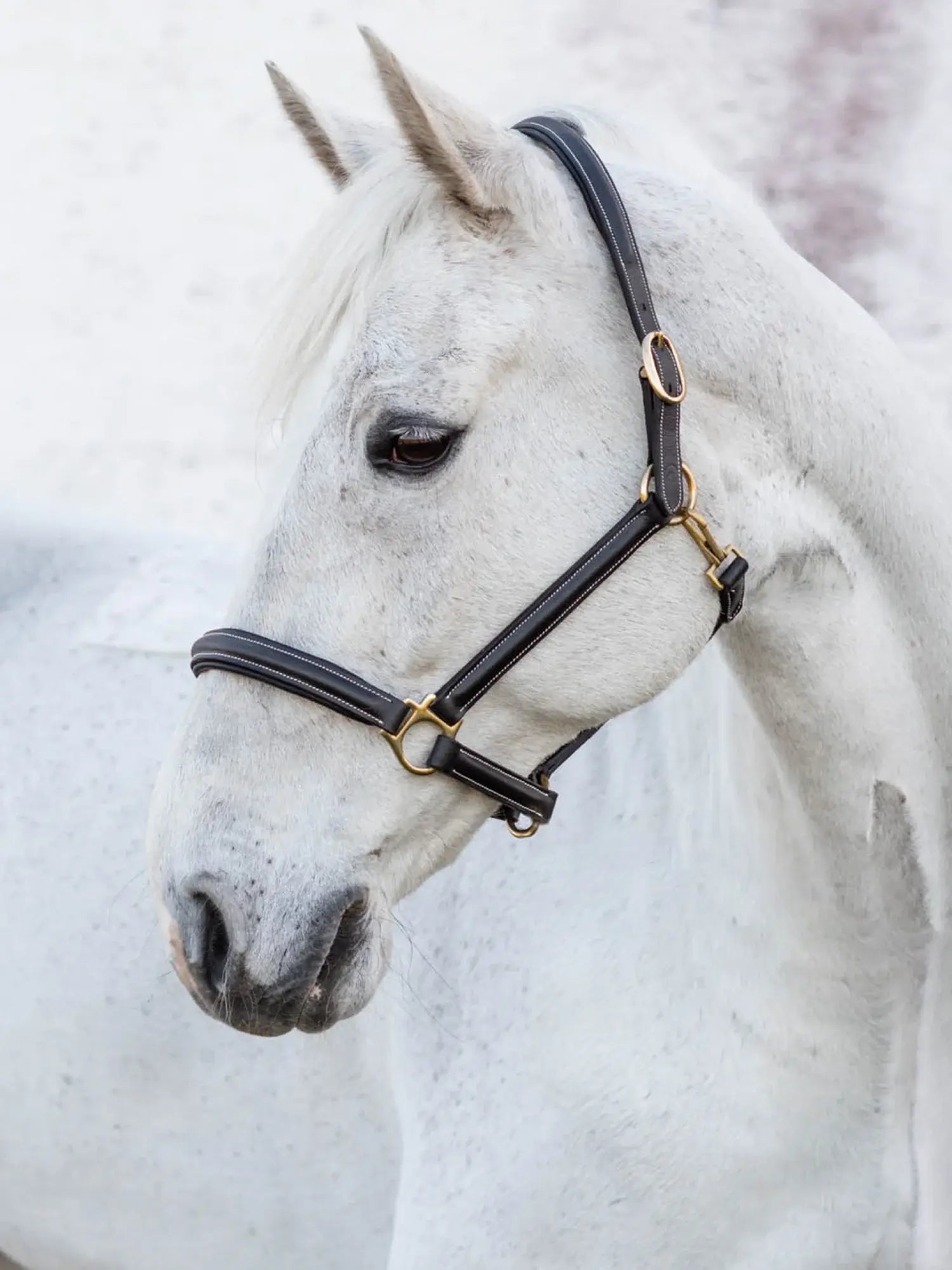 Jacson Cancun Lädergrimma - Svart