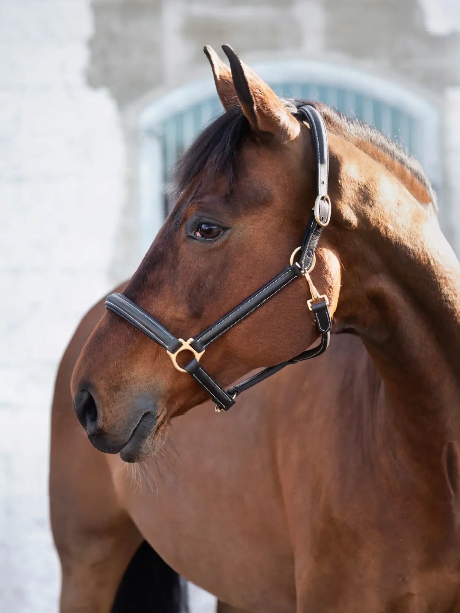 Jacson Cancun Lädergrimma - Svart