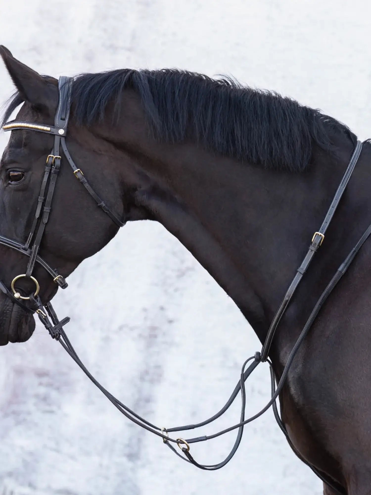 Jacson Cincinatti Martingal - Svart