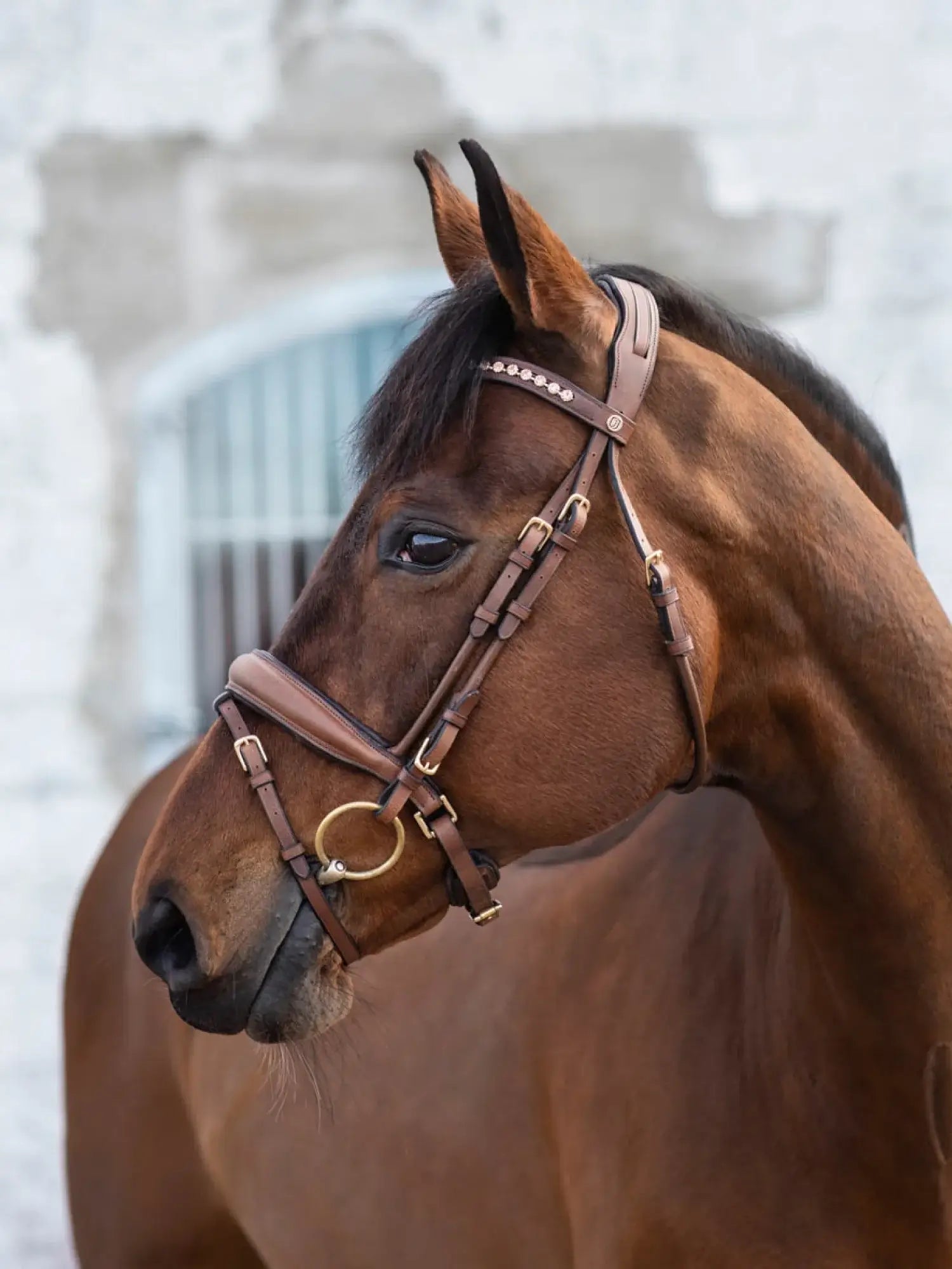 Jacson Cleveland Dressage Bridle - Brun